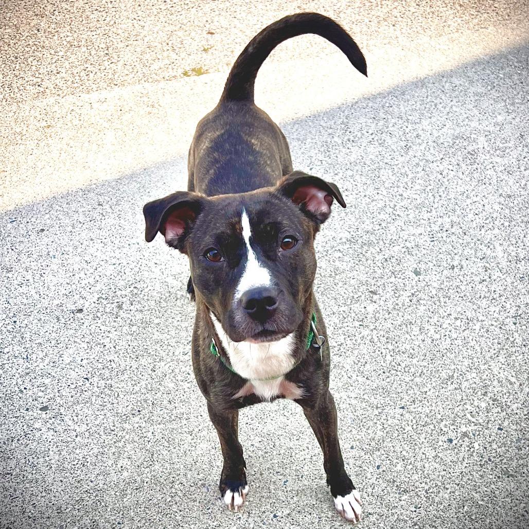 Enlarge Marge--In Foster, a Adoptable mixed breed in Fargo, ND image 4/4