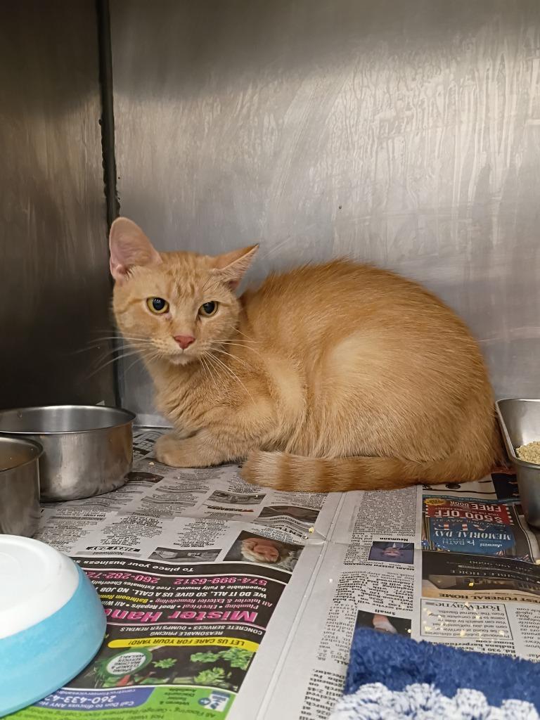 Pumpkin, Adoptable, Young Female Domestic Short Hair.