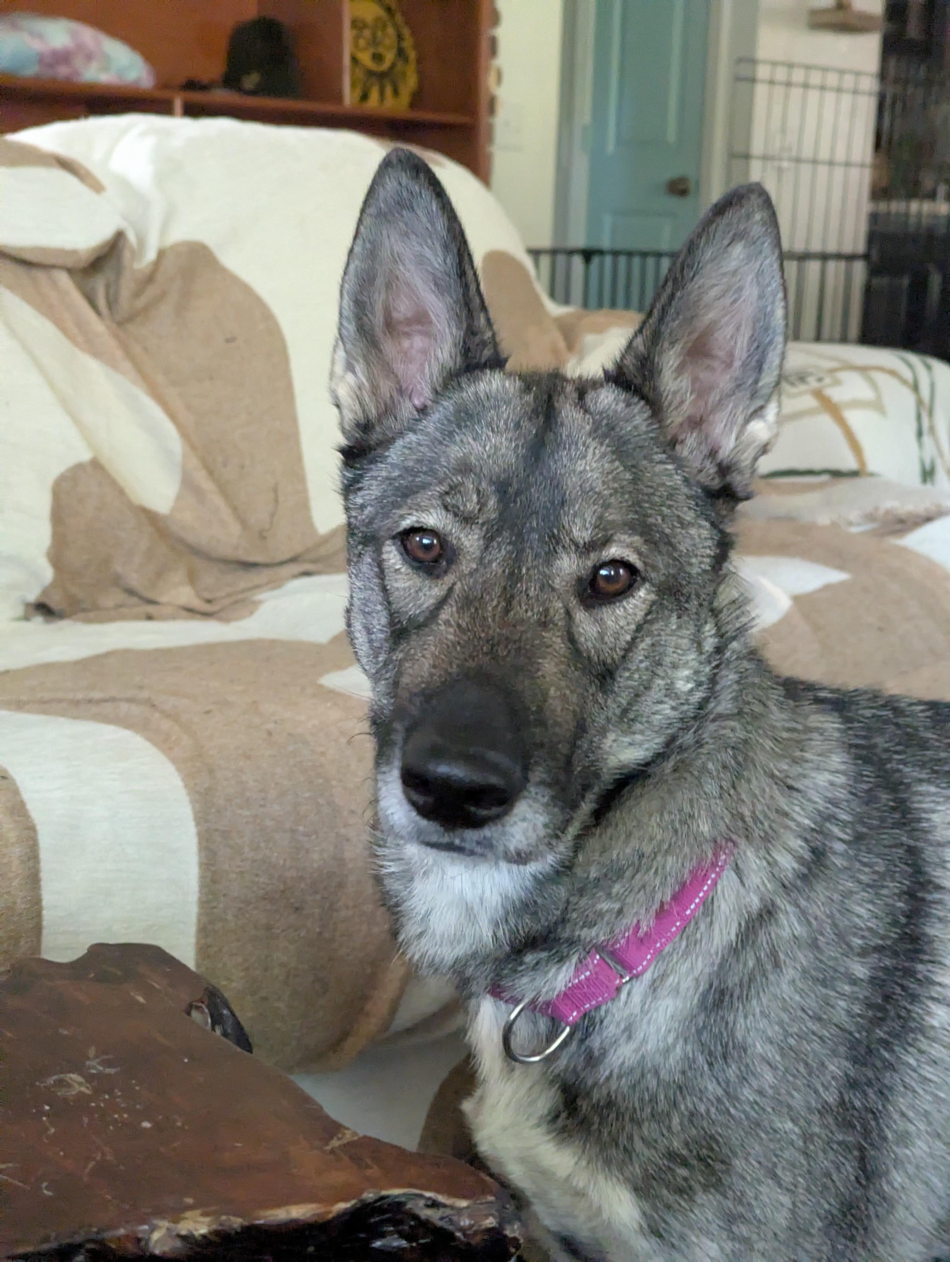 Enlarge Picatta, an adopted mixed breed in Grass Valley, CA image 1/4