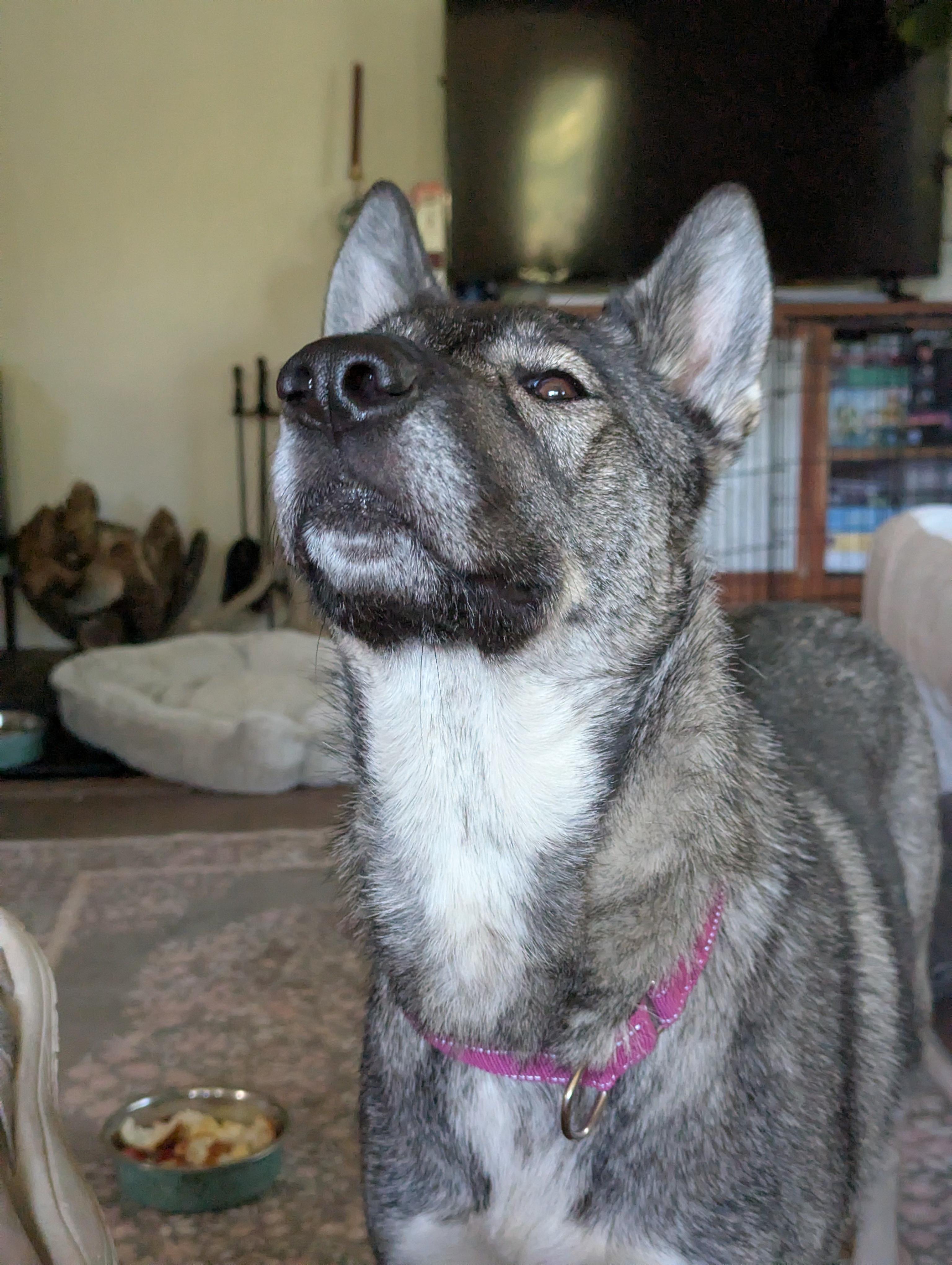Enlarge Picatta, an adopted mixed breed in Grass Valley, CA image 4/4