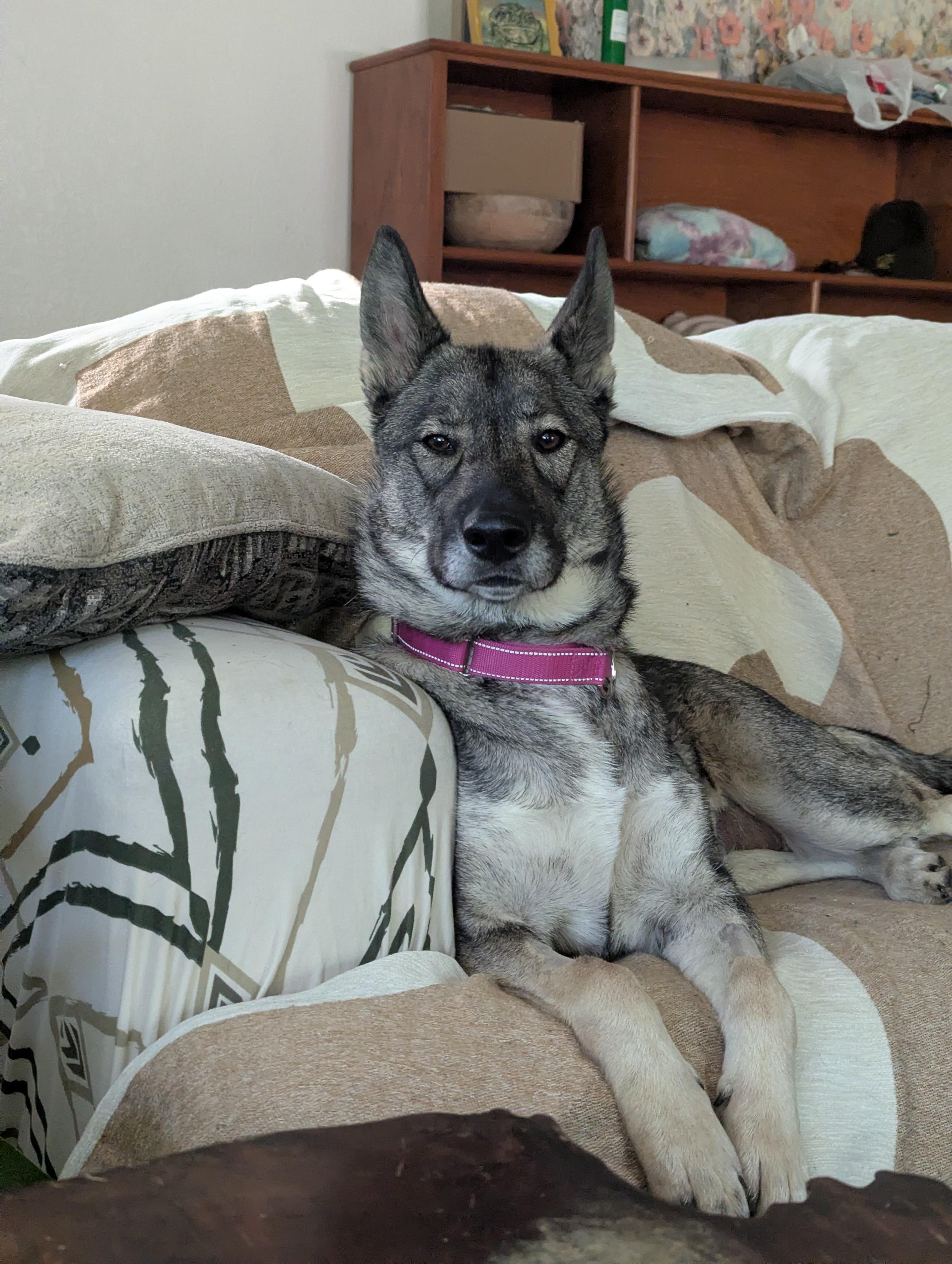 Enlarge Picatta, an adopted mixed breed in Grass Valley, CA image 3/4