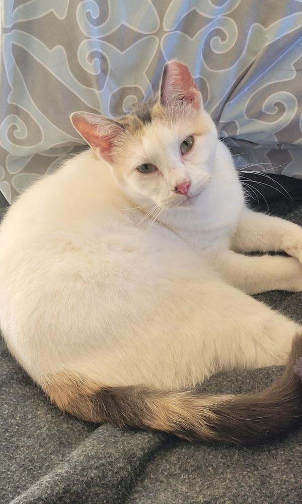 Moira, Adoptable, Young Female Calico & Domestic Short Hair.