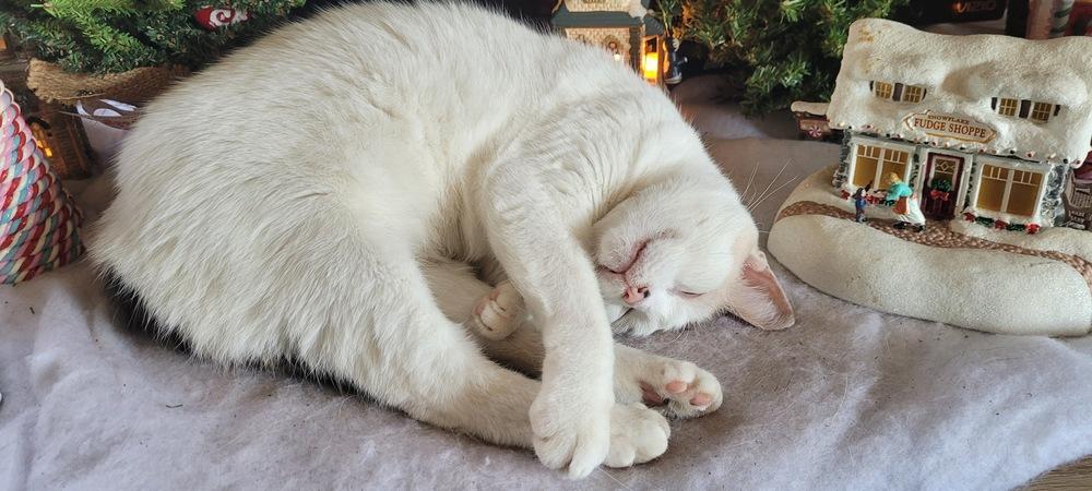 Moira, a Adoptable mixed breed in Dallas, TX image 3/5