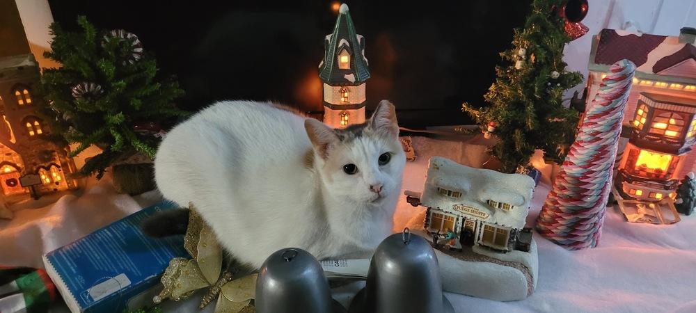 Moira — thumbnail 4