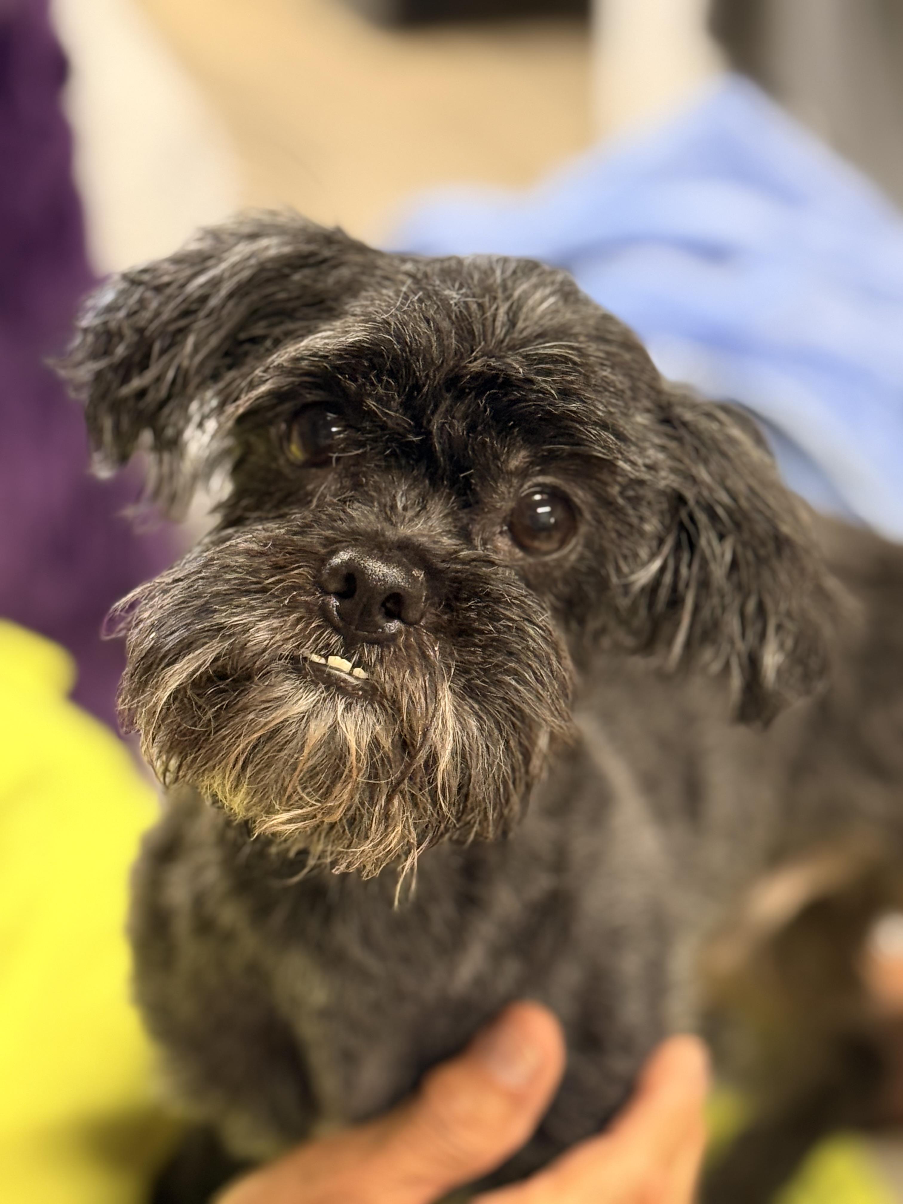 Midas, a ADOPTABLE mixed breed in Texarkana, TX image 6/6