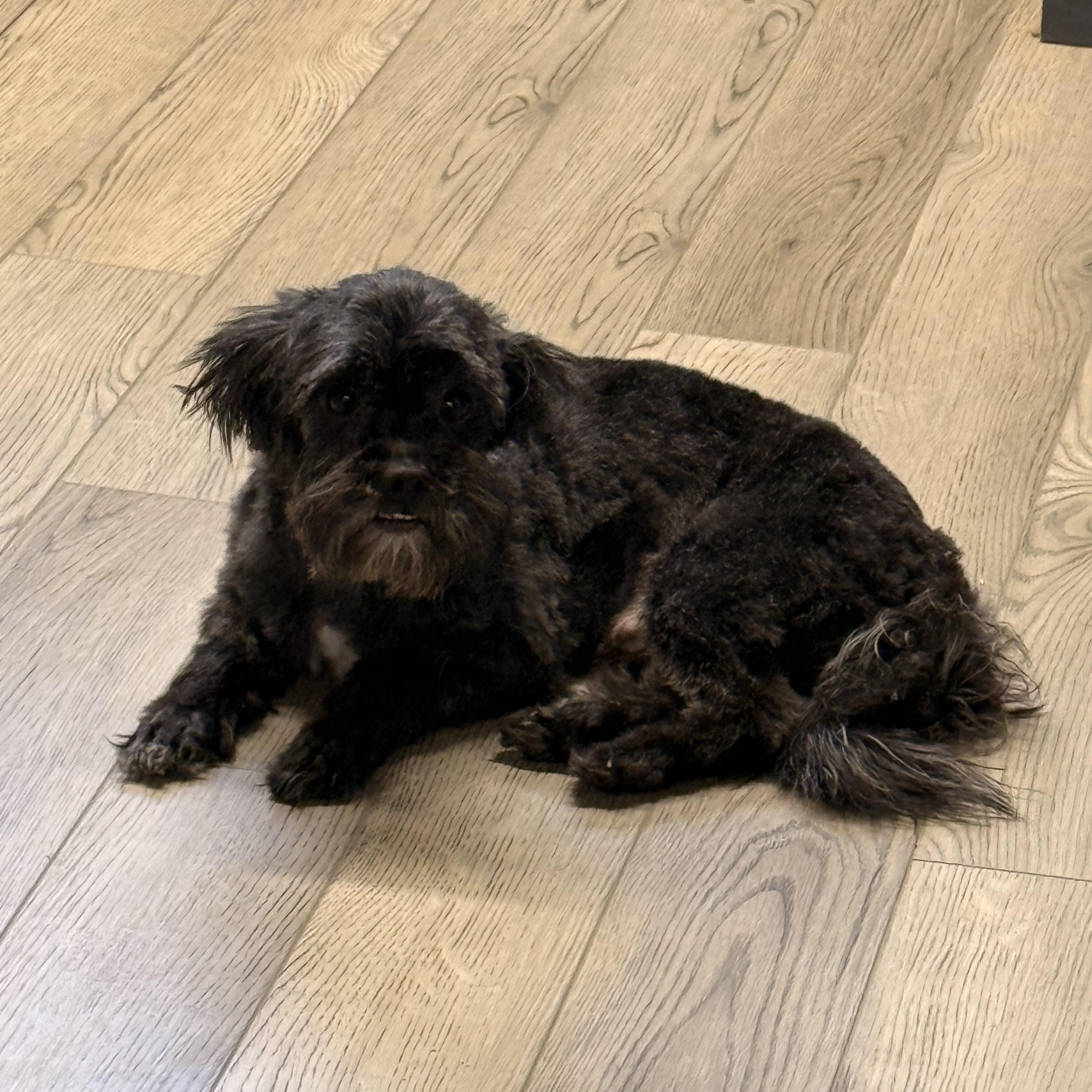 Midas, a ADOPTABLE mixed breed in Texarkana, TX image 4/6