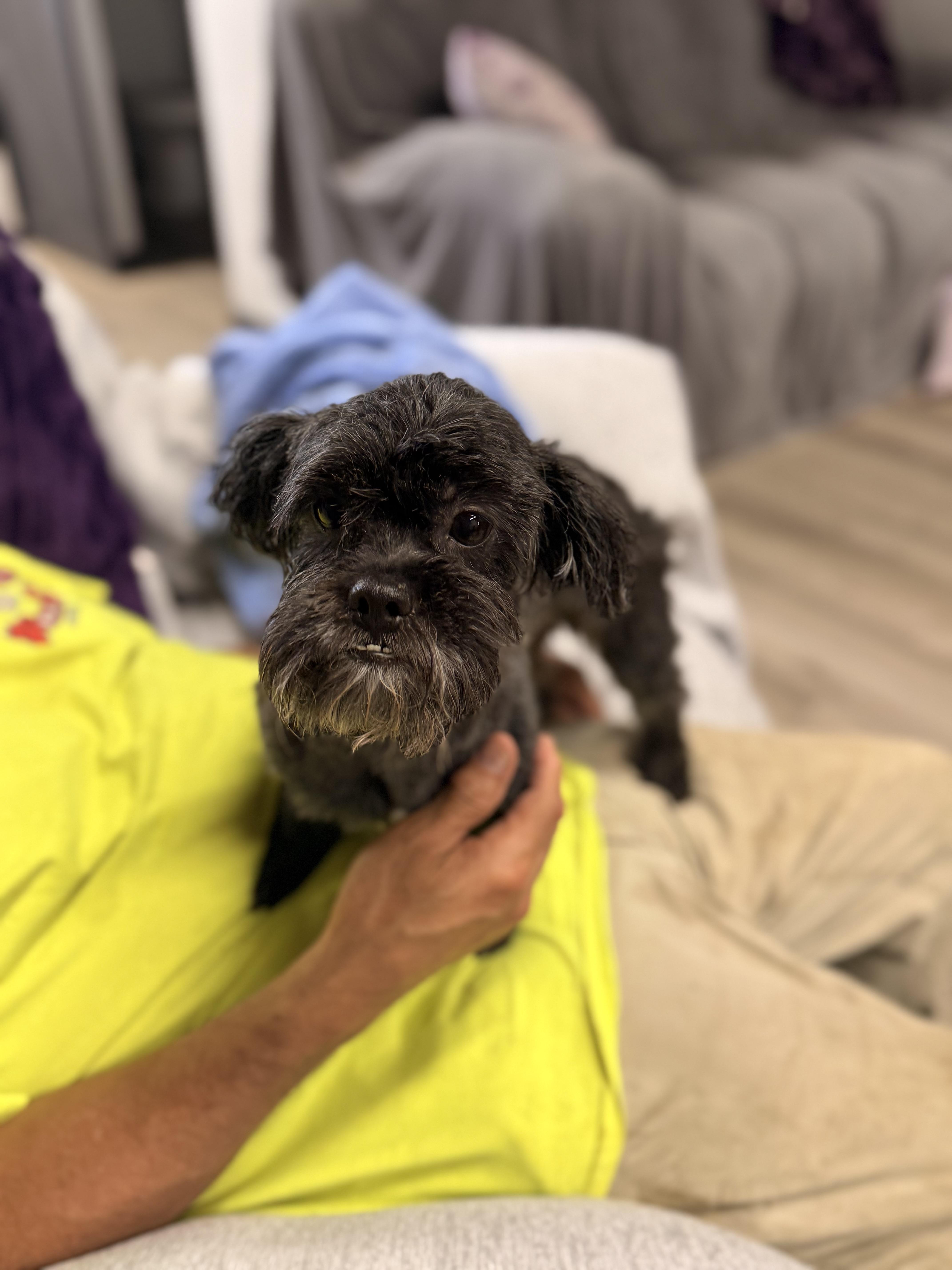 Midas, a ADOPTABLE mixed breed in Texarkana, TX image 5/6