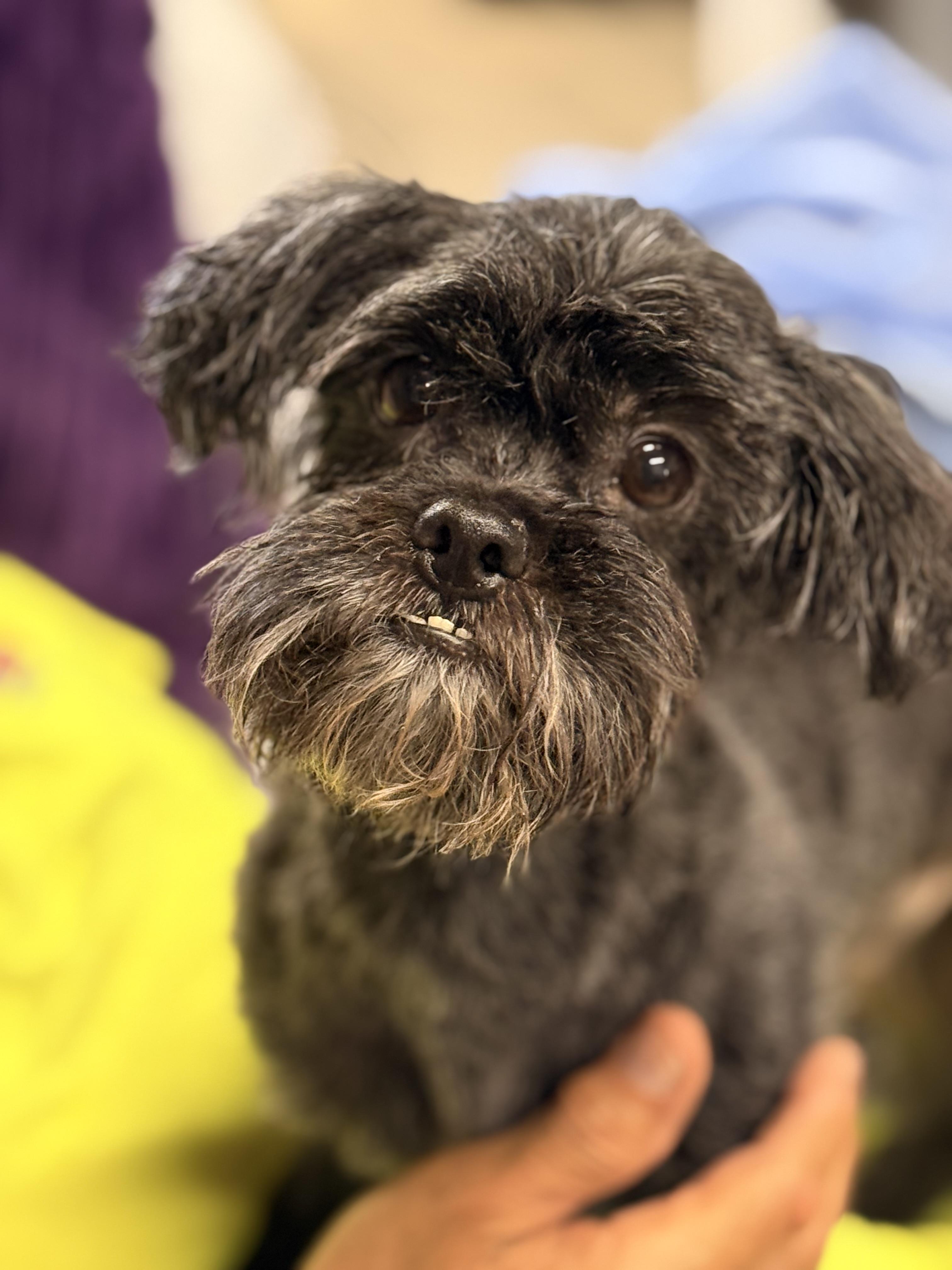 Midas, a ADOPTABLE mixed breed in Texarkana, TX image 2/6