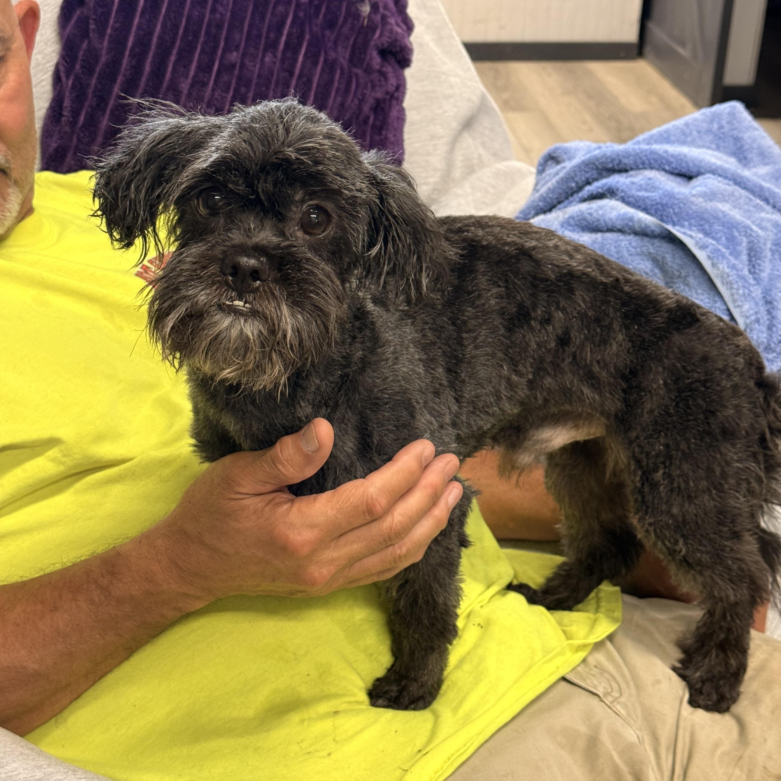 Midas, ADOPTABLE, Adult Male Shih Tzu & Maltese.