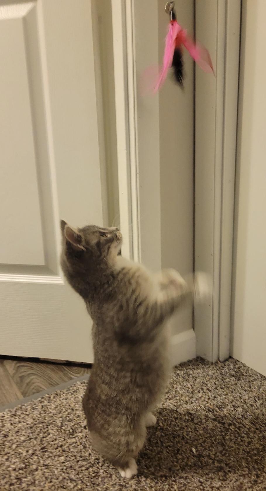 Pepper — thumbnail 2