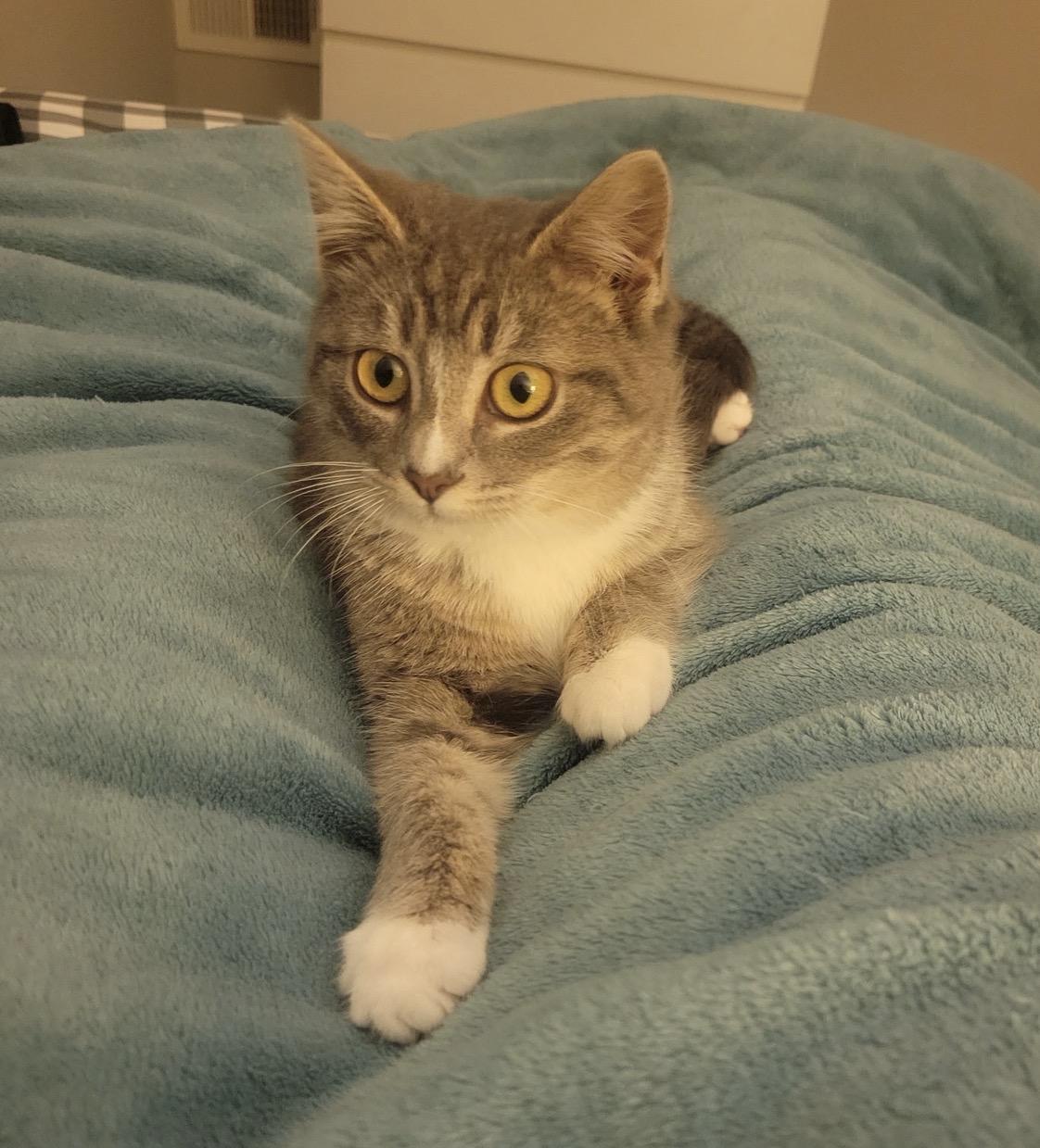 Pepper — thumbnail 4