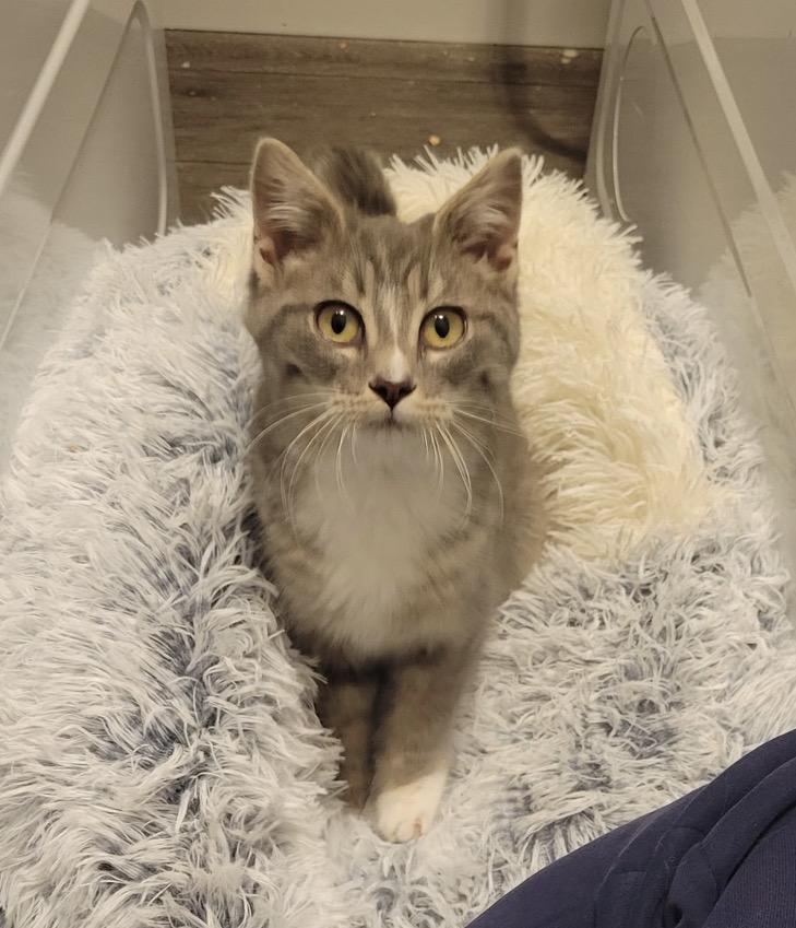 Pepper — thumbnail 5