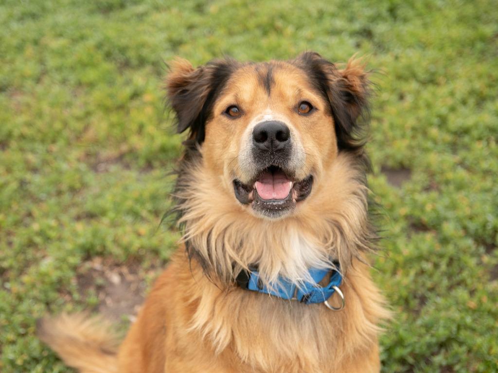Bandit, Adoptable, Adult Male Golden Retriever & Australian Shepherd.