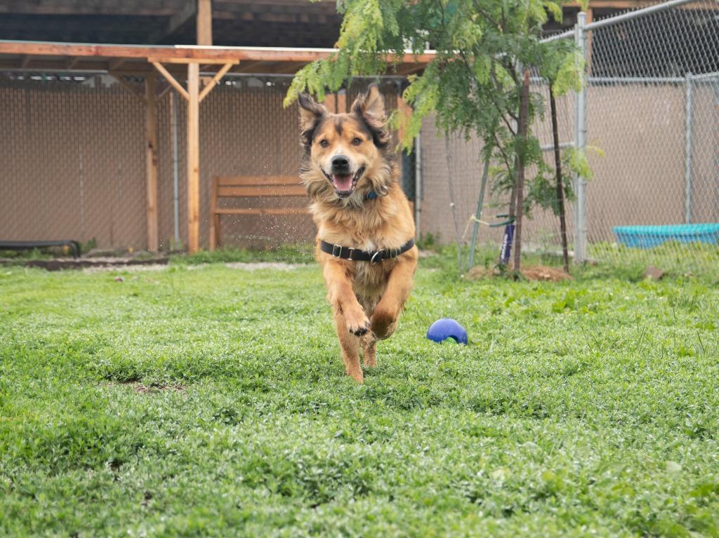 Bandit, a Adoptable mixed breed in Lansing, KS image 2/4