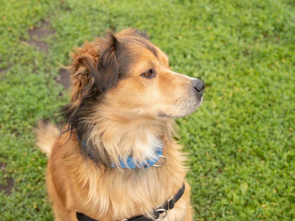 Bandit, a Adoptable mixed breed in Lansing, KS image 3/4