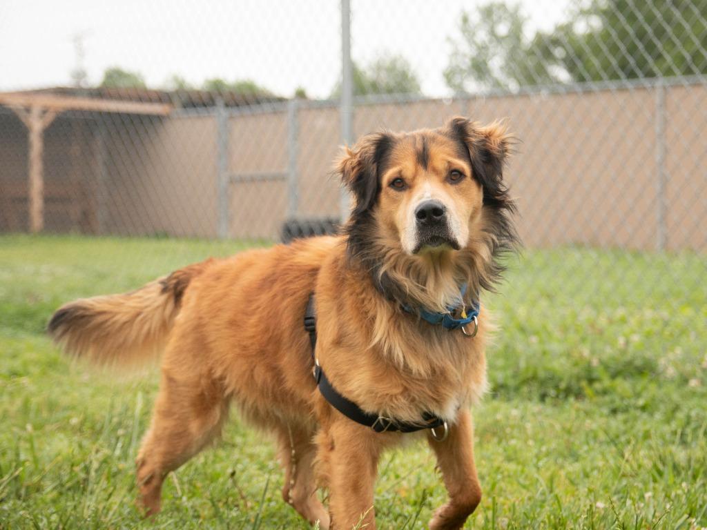 Bandit, a Adoptable mixed breed in Lansing, KS image 4/4