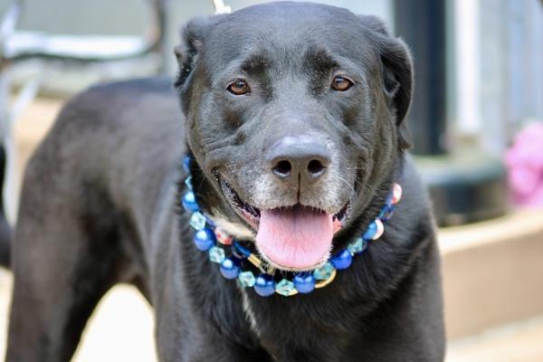 Enlarge Mickey, a Adoptable mixed breed in Staten Island, NY image 1/1