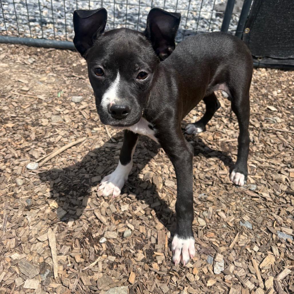 Starscream, Adoptable, Puppy Male Mixed Breed.
