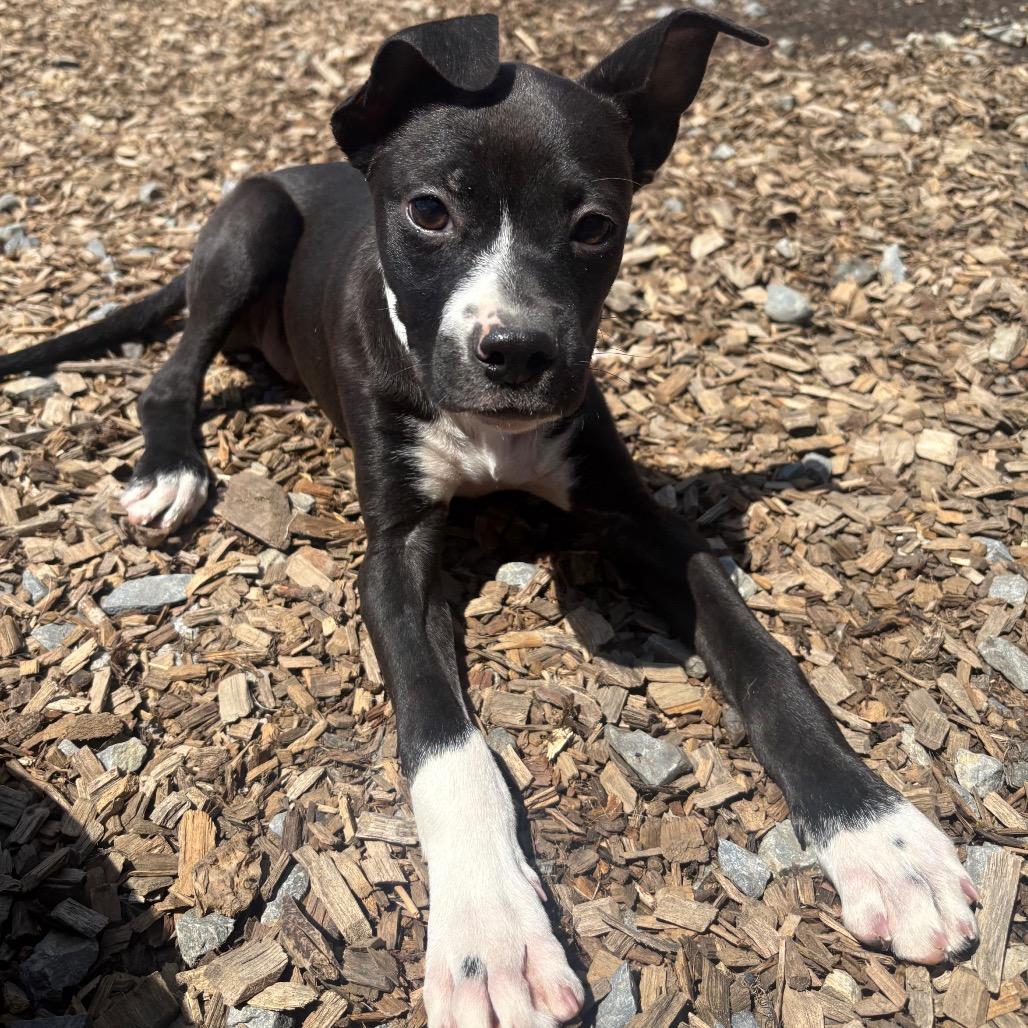 Starscream, a Adoptable Mixed Breed in Wappingers Falls, NY image 2/6