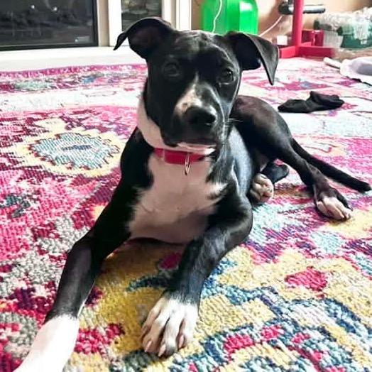 Starscream, a Adoptable Mixed Breed in Wappingers Falls, NY image 3/6