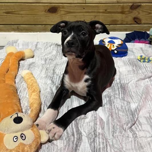 Starscream, a Adoptable Mixed Breed in Wappingers Falls, NY image 4/6