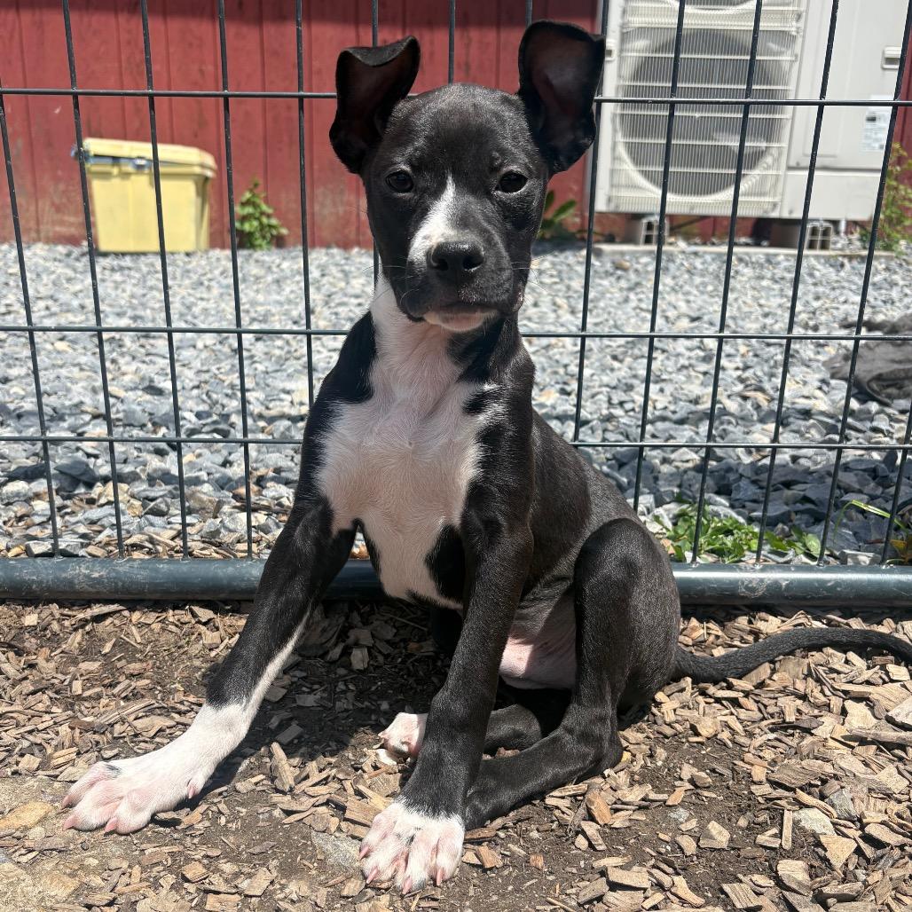 Starscream, a Adoptable Mixed Breed in Wappingers Falls, NY image 5/6