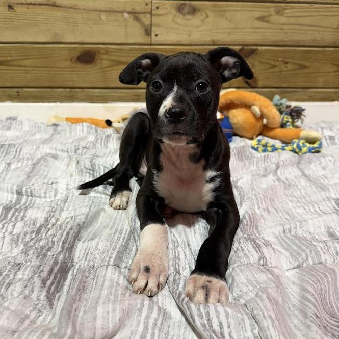 Starscream, a Adoptable Mixed Breed in Wappingers Falls, NY image 6/6