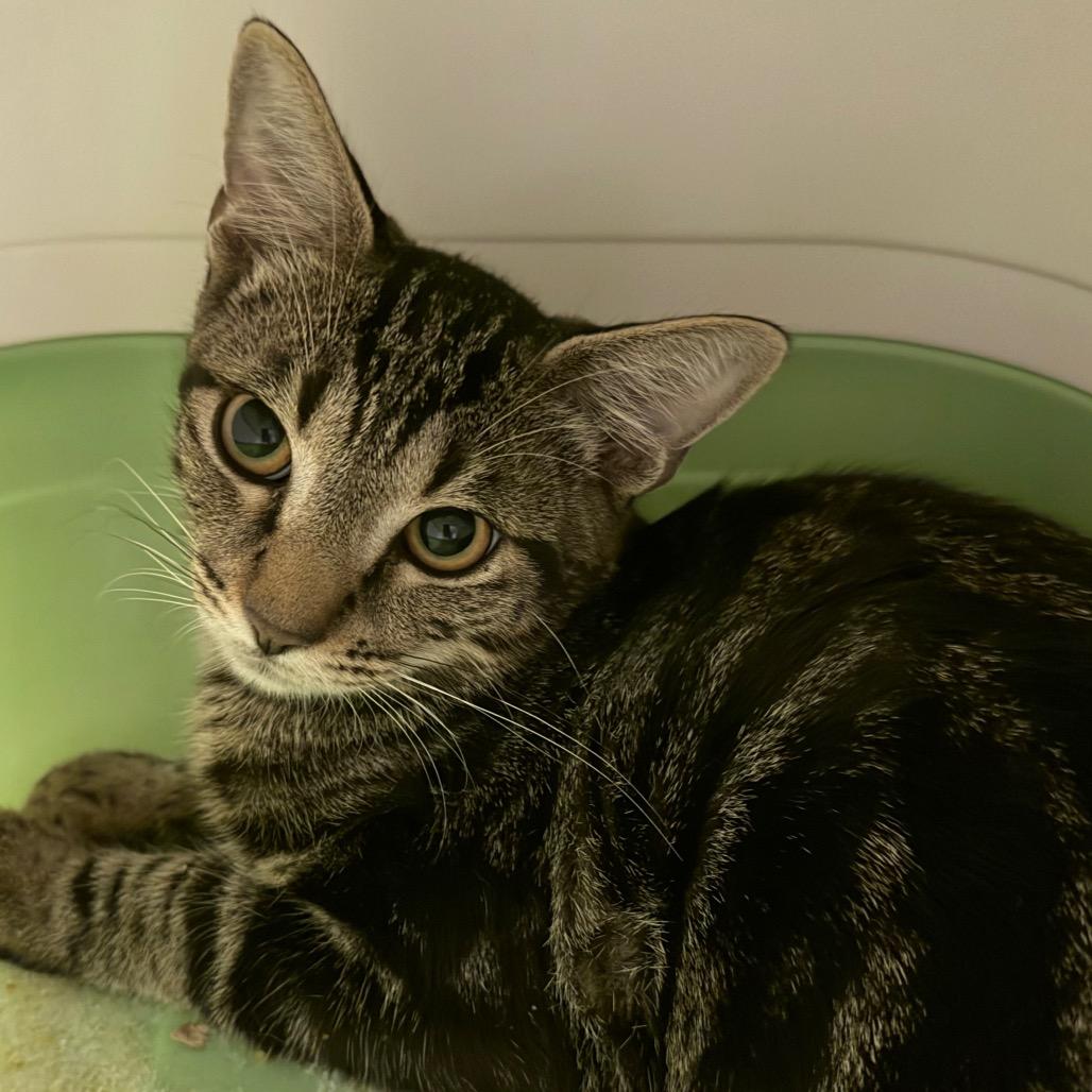 Enlarge Pooh, a Adoptable Domestic Short Hair in Floresville, TX image 1/1
