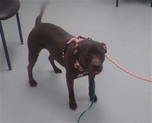 SAGE, Adoptable, Adult Female Pit Bull Terrier.
