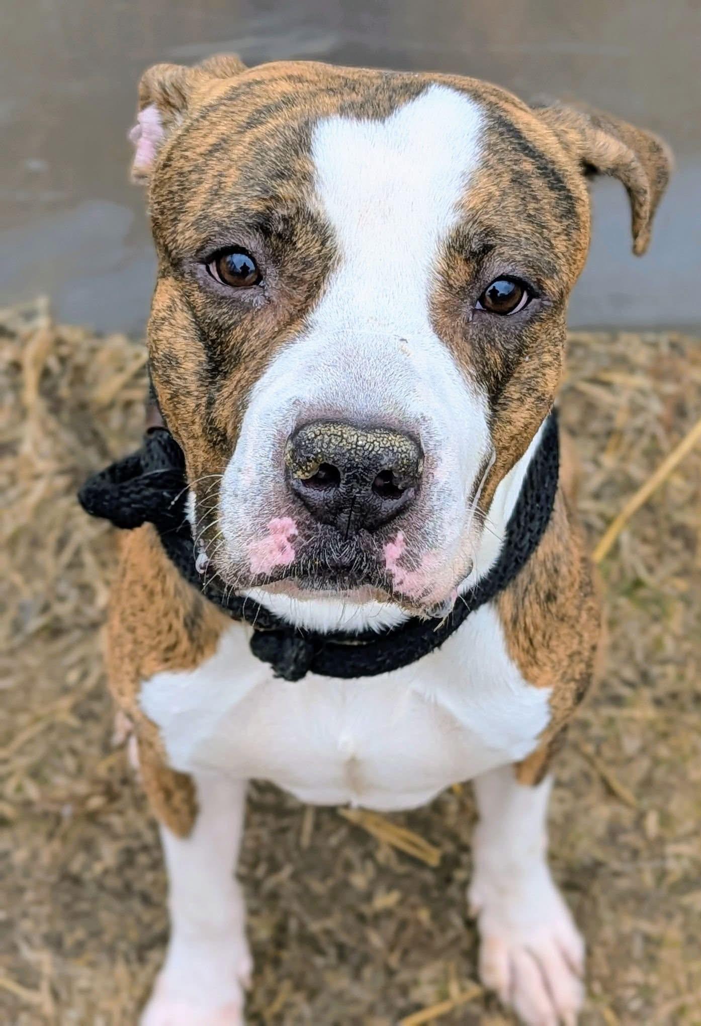 Hanson — thumbnail 3