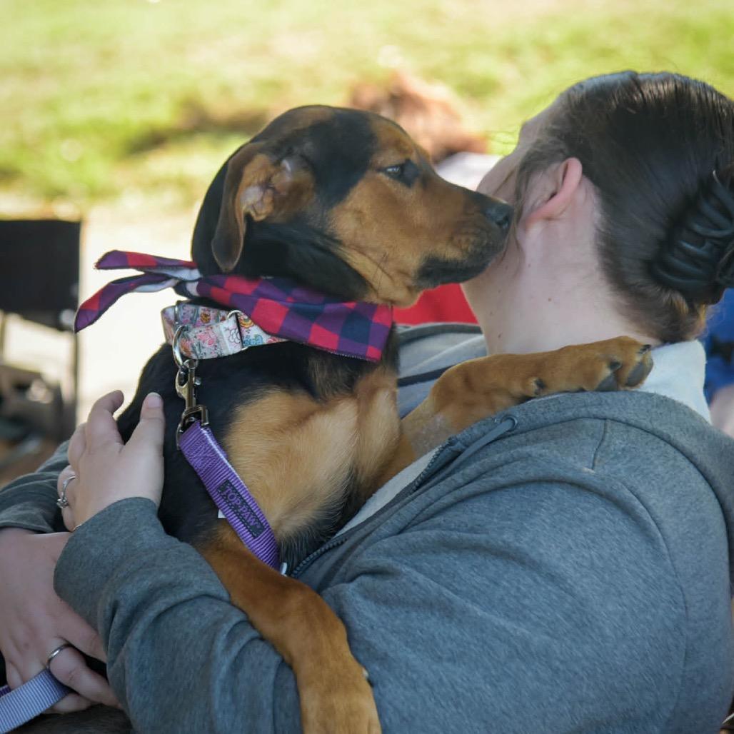 Posey, Adoptable, Puppy Female Rottweiler & Mixed Breed.