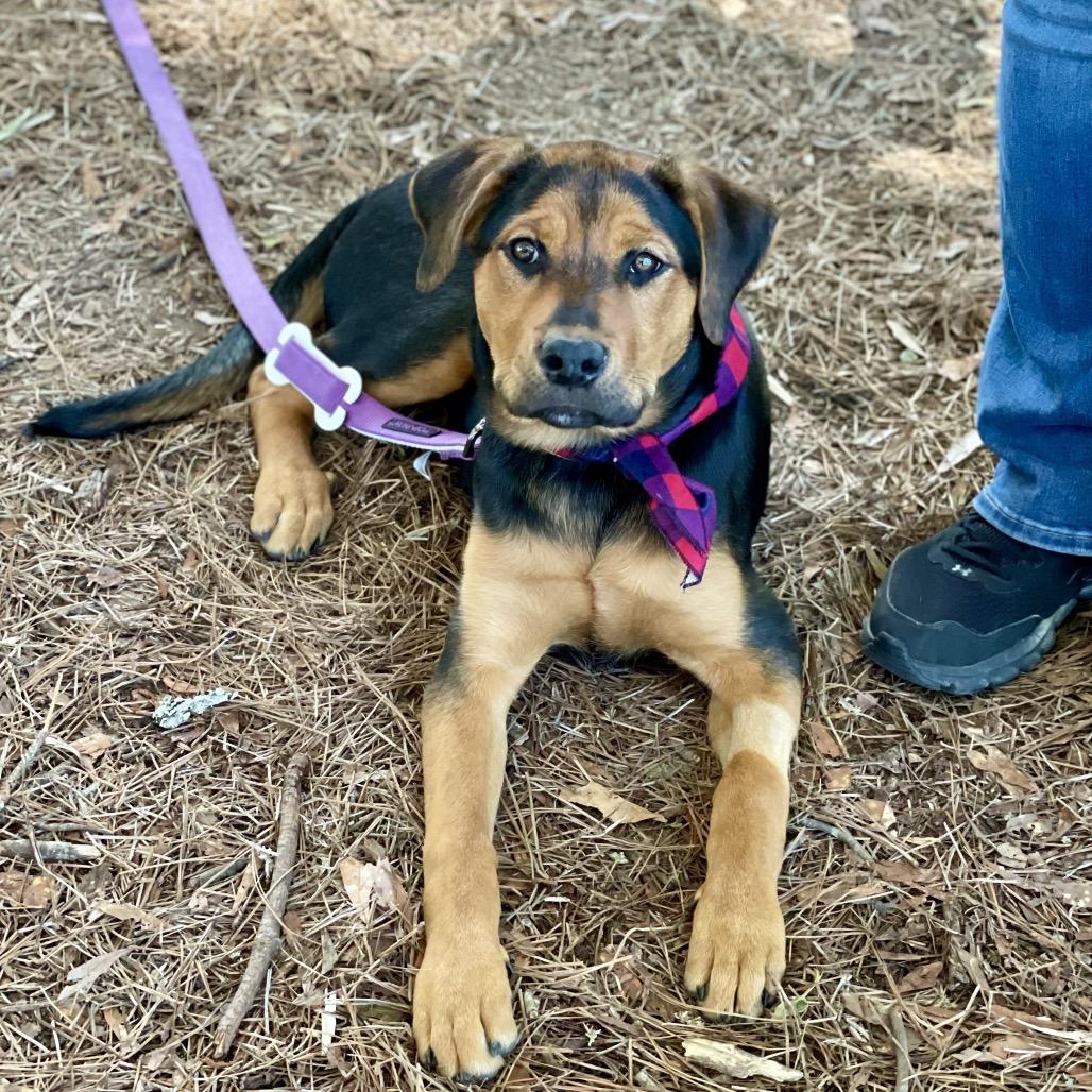 Posey, a Adoptable mixed breed in Fayetteville, GA image 2/6
