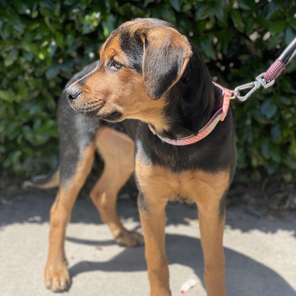 Posey, a Adoptable mixed breed in Fayetteville, GA image 4/6