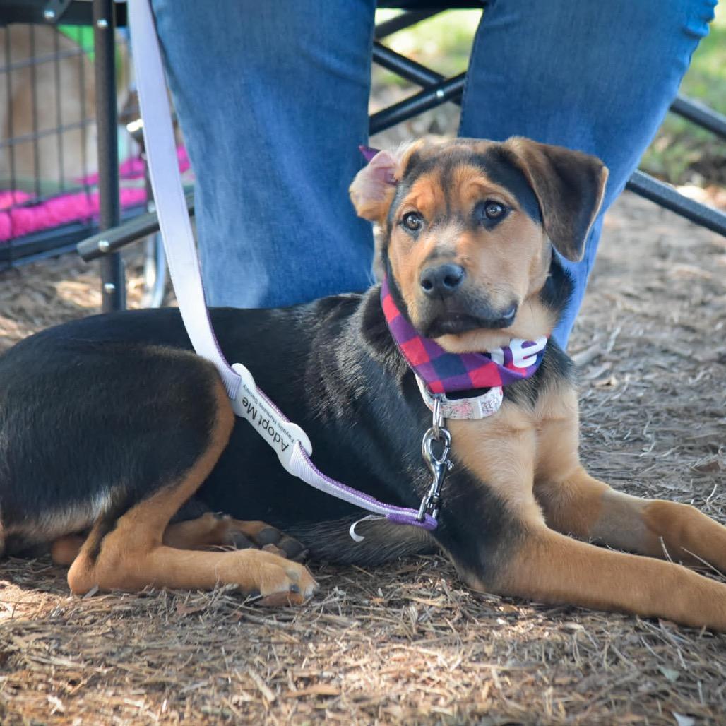 Posey, a Adoptable mixed breed in Fayetteville, GA image 5/6