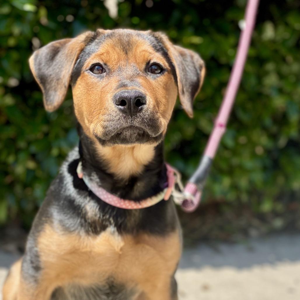 Posey, a Adoptable mixed breed in Fayetteville, GA image 6/6