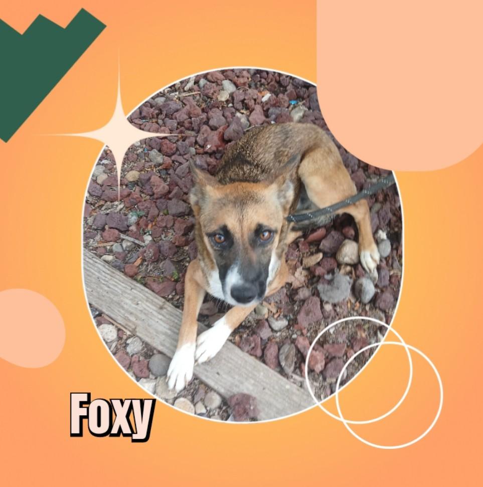 Enlarge Foxy, a Adopted German Shepherd Dog in Amarillo, TX image 1/1