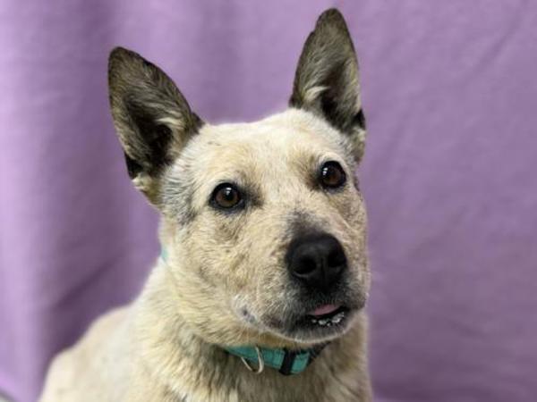 Guava — thumbnail 2