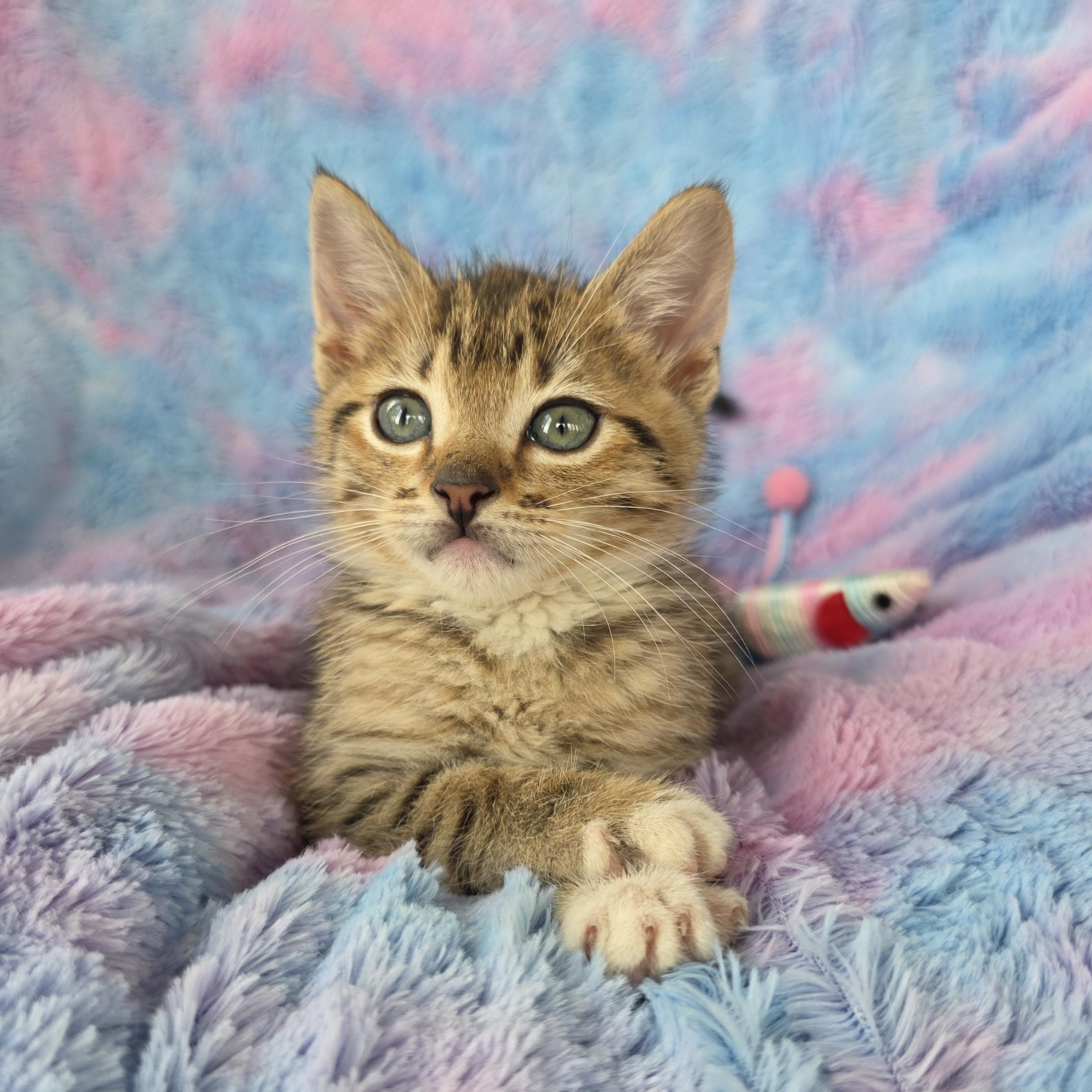 Pumpkin, adopted, Kitten Male Tabby & Domestic Short Hair.