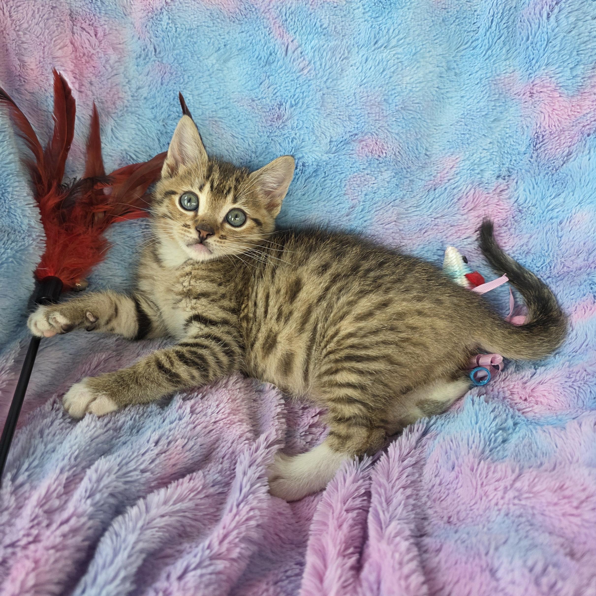 Pumpkin, an adopted mixed breed in Atlanta, GA image 5/6