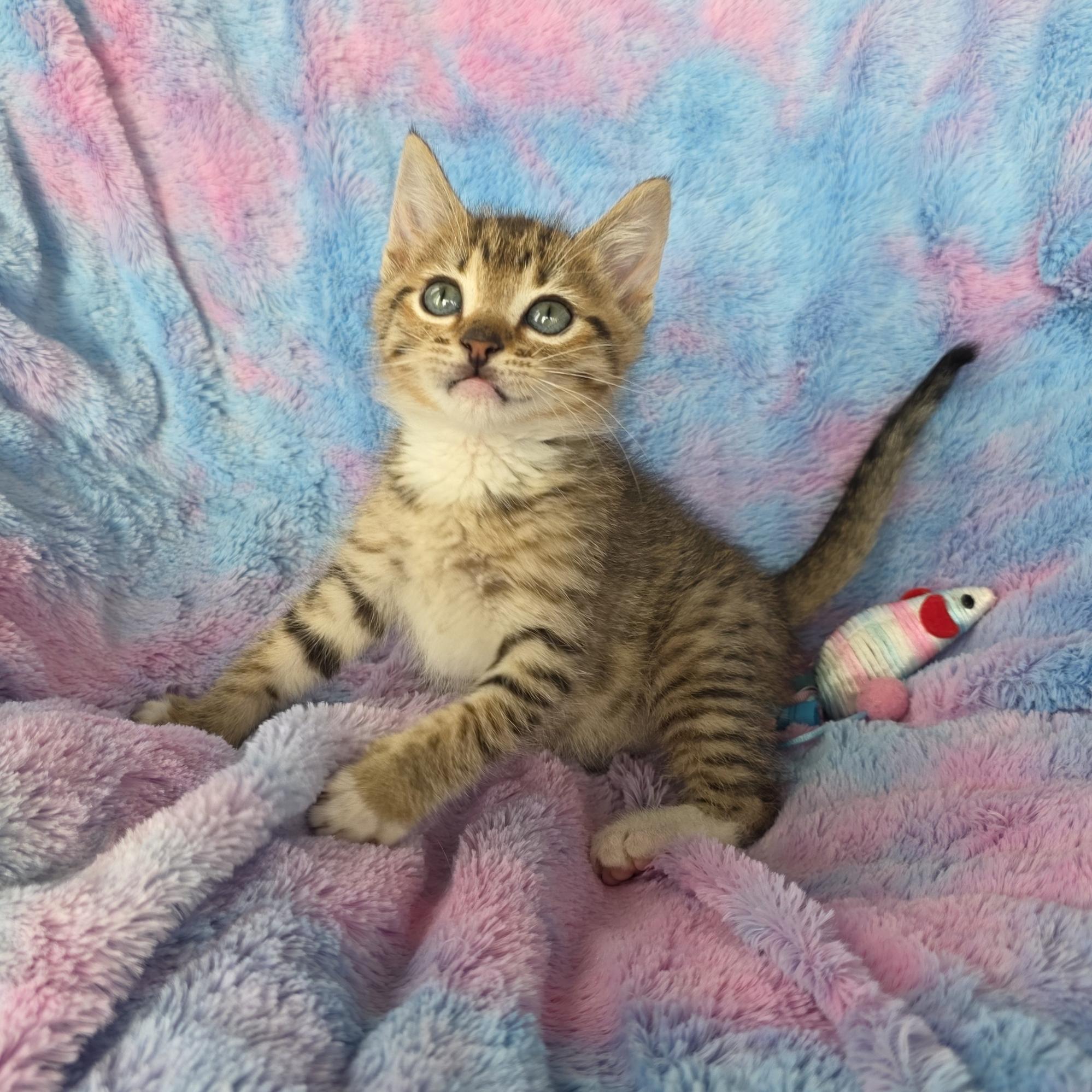 Pumpkin, an adopted mixed breed in Atlanta, GA image 3/6