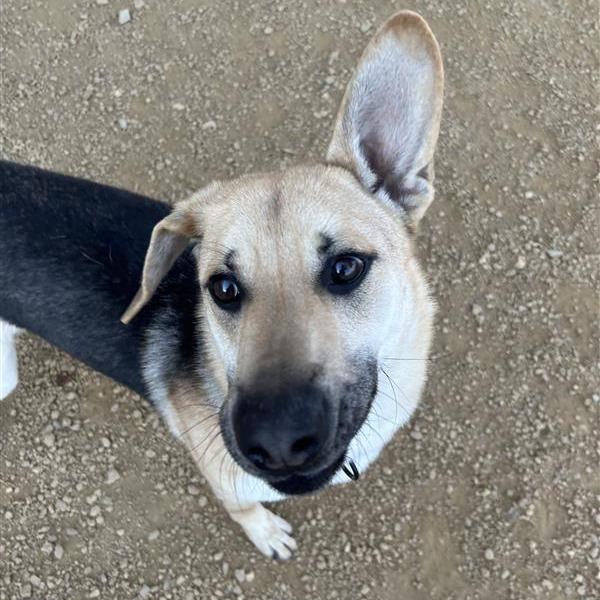 Enlarge Louie, a Adoptable Mixed Breed in Bentonville, AR image 1/5