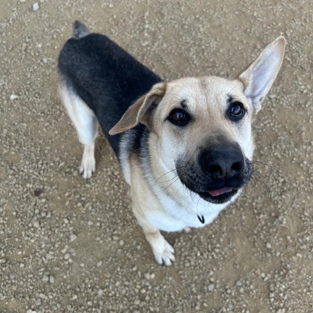 Enlarge Louie, a Adoptable Mixed Breed in Bentonville, AR image 2/5