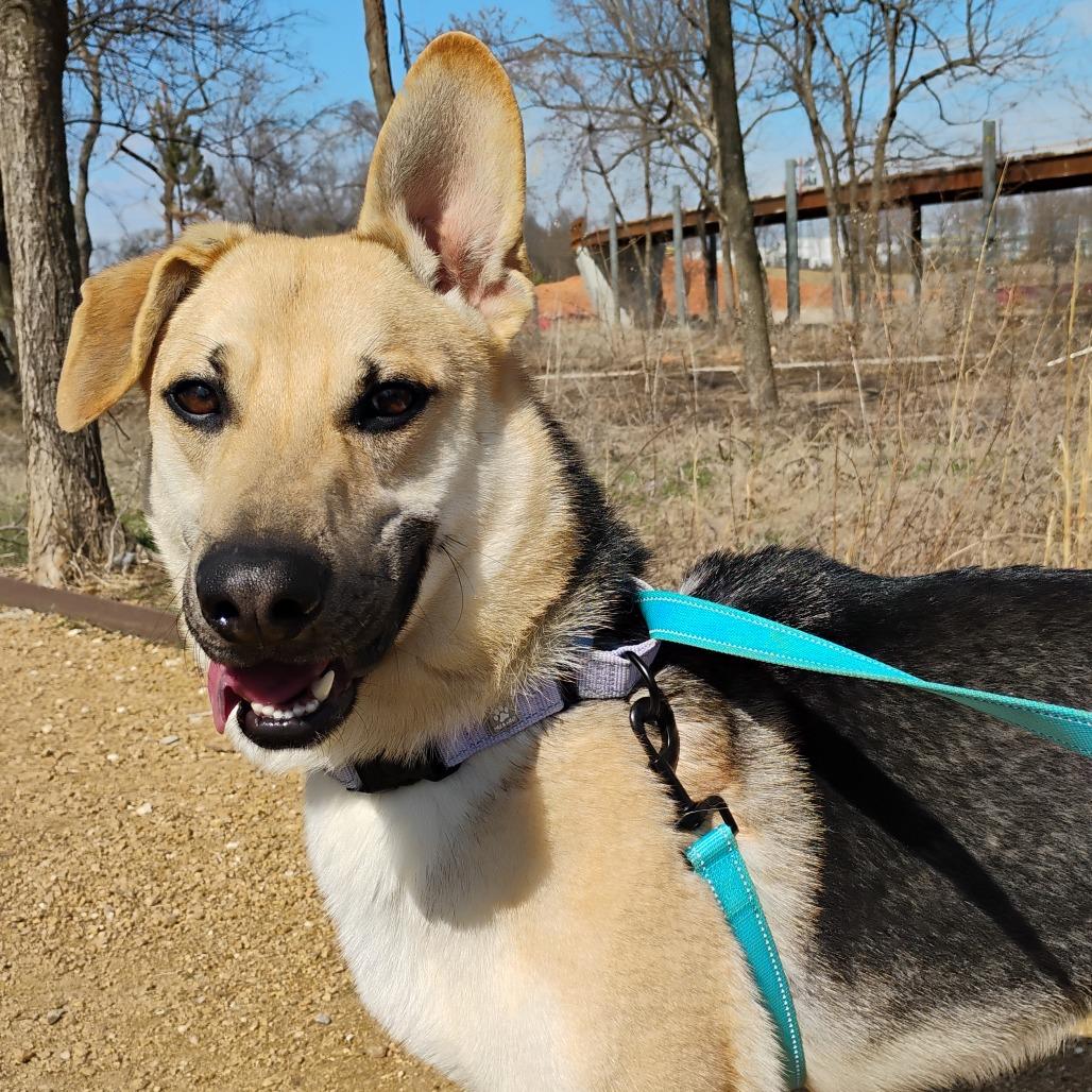 Enlarge Louie, a Adoptable Mixed Breed in Bentonville, AR image 3/5