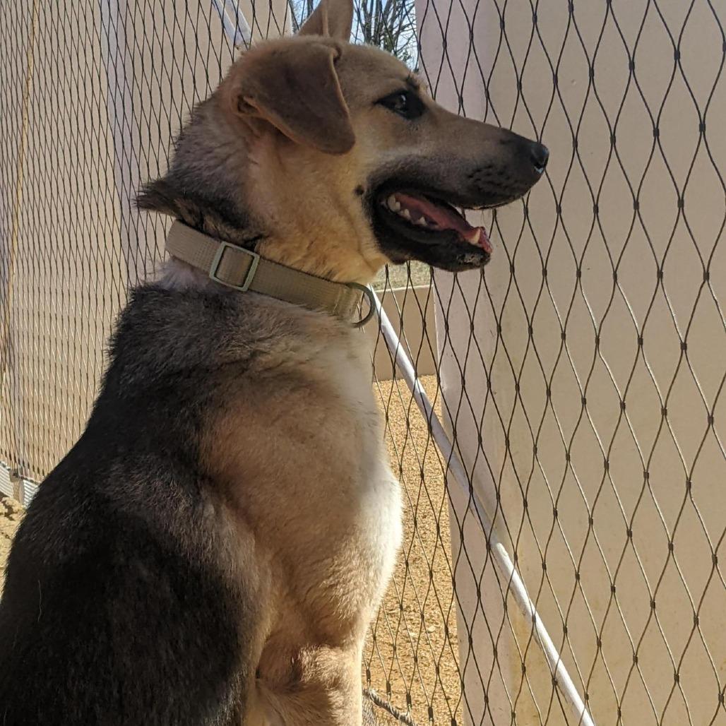 Enlarge Louie, a Adoptable Mixed Breed in Bentonville, AR image 5/5