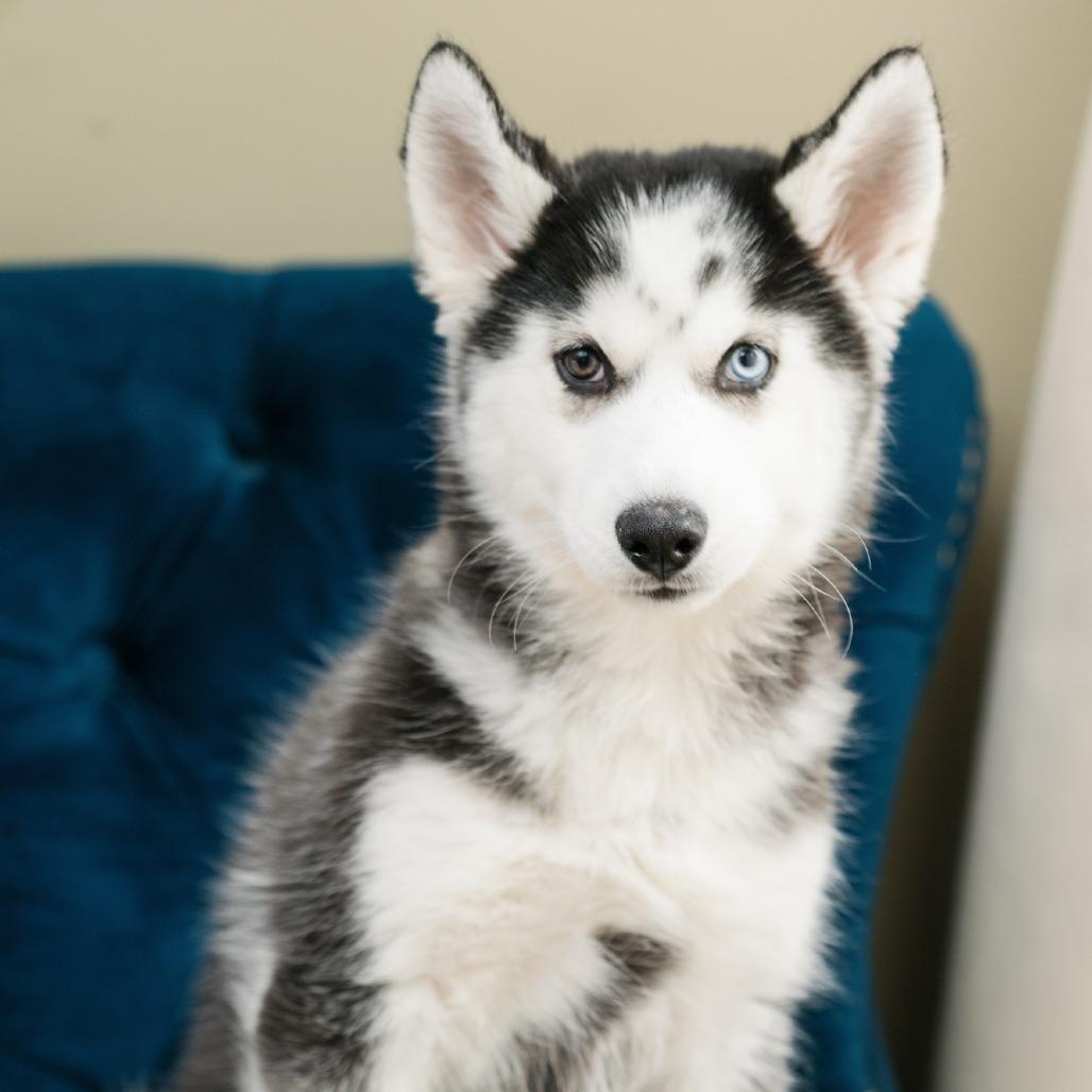 Van Holten, ADOPTABLE, Puppy Male Siberian Husky.