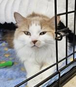 Bilbo, Adoptable, Adult Male Domestic Long Hair.