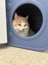 Enlarge Bilbo, a Adoptable Domestic Long Hair in Potsdam, NY image 2/2