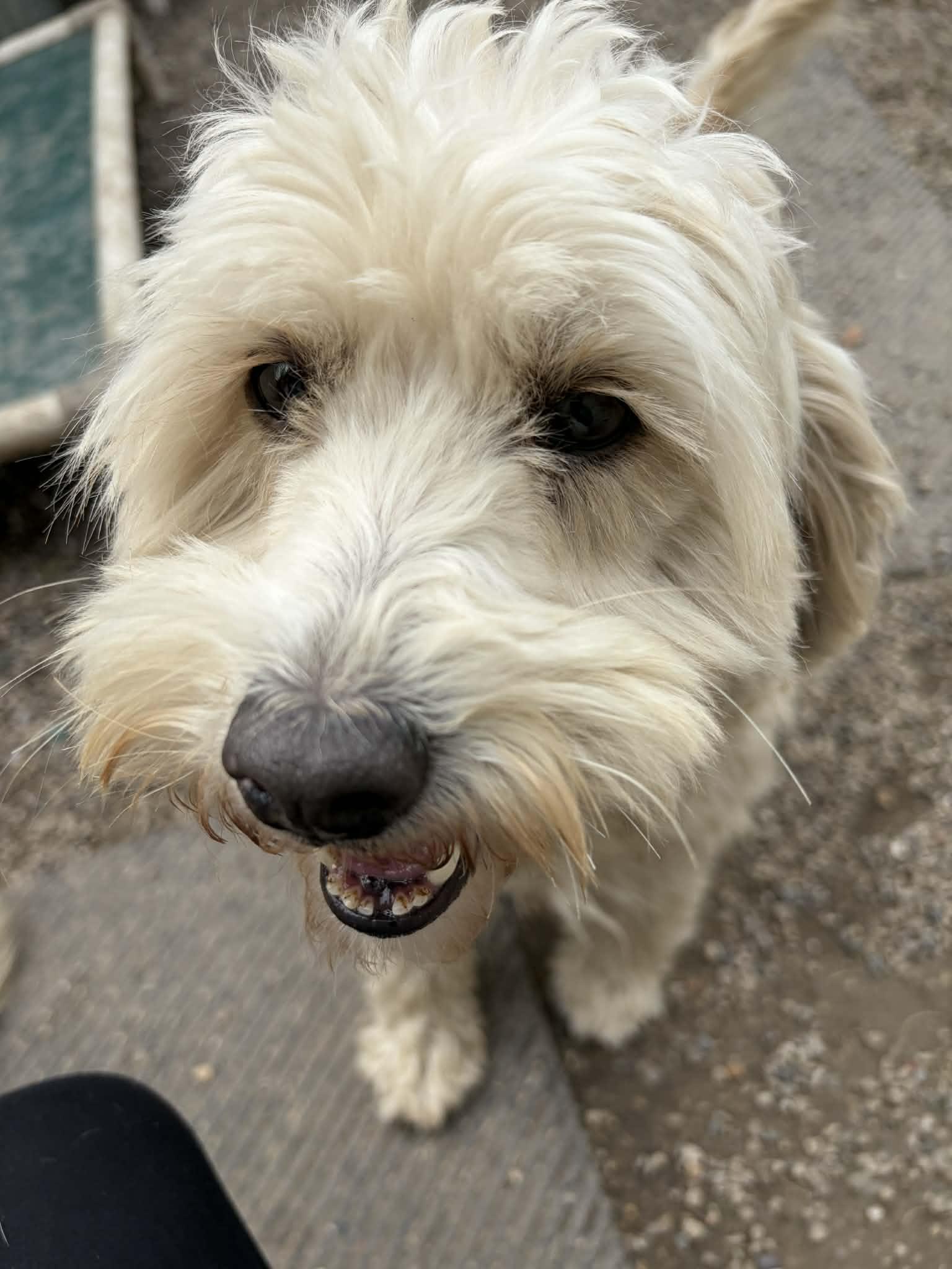 Larabar, Adoptable, Adult Female Wheaten Terrier & Poodle.