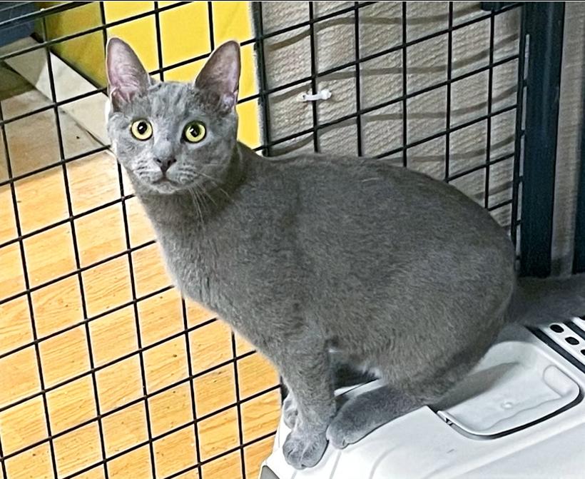 Reaper, a Adoptable Domestic Short Hair in Columbia, KY image 4/4