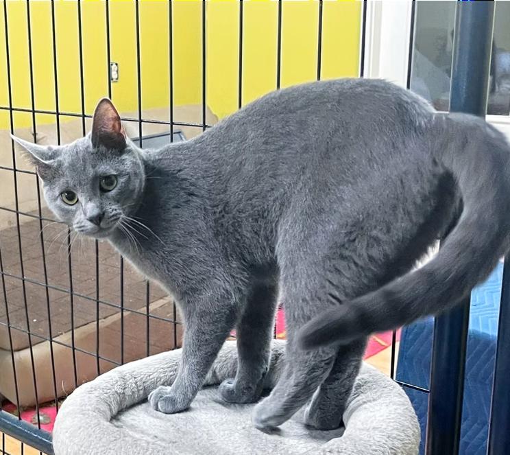 Reaper, a Adoptable Domestic Short Hair in Columbia, KY image 1/4